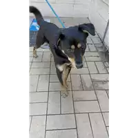 cane - Matr. 2022/0530 - Microchip 380260044476161