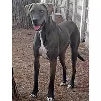 Foto dell\'animale cane - Matr. 2021/1784 - Microchip 380260043736798