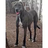 Foto dell\'animale cane - Matr. 2021/1784 - Microchip 380260043736798