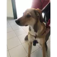 Foto dell\'animale cane - Matr. 2022/0538 - Microchip 380260044446918