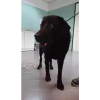 Foto dell\'animale cane - Matr. 2022/0539 - Microchip 380260044476780