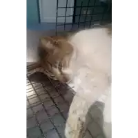 Foto dell\'animale gatto - Matr. 2017/0945 - Microchip 380260043310147