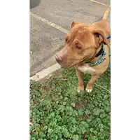Foto dell\'animale cane - Matr. 2022/0540 - Microchip 380260080360415