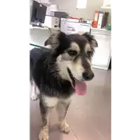 cane - Matr. 2022/0541 - Microchip 981098104462747