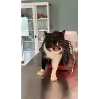 Foto dell\'animale gatto - Matr. 2022/0543 - Microchip 380260044476653