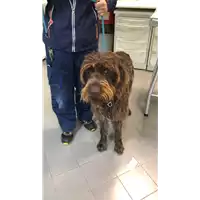 Foto dell\'animale cane - Matr. 2022/0548 - Microchip 380260101989087