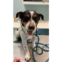 Foto dell\'animale cane - Matr. 2022/0549 - Microchip 380260044476987