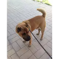 cane - Matr. 2017/0946 - Microchip 380260043319176