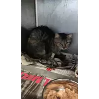 Foto dell\'animale gatto - Matr. 2022/0551 - Microchip 380260044476179