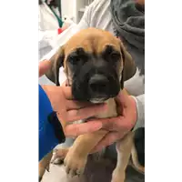 Foto dell\'animale cane - Matr. 2022/0559 - Microchip 380260044476814