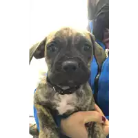 cane - Matr. 2022/0562 - Microchip 380260044474375