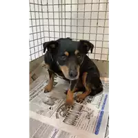 Foto dell\'animale cane - Matr. 2022/0565 - Microchip 380260000670373