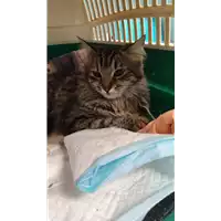 Foto dell\'animale gatto - Matr. 2022/0557 - Microchip 380260044010488