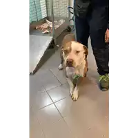 Foto dell\'animale cane - Matr. 2022/0567 - Microchip 380260100519073