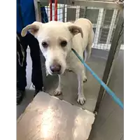 Foto dell\'animale cane - Matr. 2022/0568 - Microchip 380260044474415