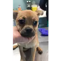 Foto dell\'animale cane - Matr. 2022/0573 - Microchip 380260044551836