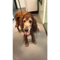Foto dell\'animale cane - Matr. 2022/0576 - Microchip 380260000492280
