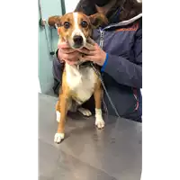 Foto dell\'animale cane - Matr. 2022/0577 - Microchip 380260044549986