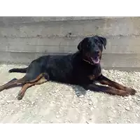 Foto dell\'animale cane - Matr. 2022/0584 - Microchip 380260044549275