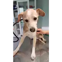 Foto dell\'animale cane - Matr. 2022/0585 - Microchip 380260044549377