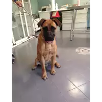 Foto dell\'animale cane - Matr. 2017/0949 - Microchip 380260013310184