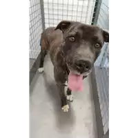 Foto dell\'animale cane - Matr. 2022/0586 - Microchip 380260042530285