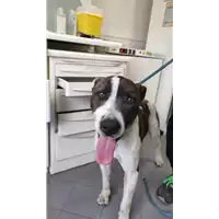 Foto dell\'animale cane - Matr. 2022/0587 - Microchip 380260044476881