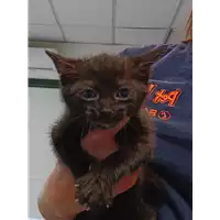 Foto dell\'animale gatto - Matr. 2022/0588 - Microchip 380260044549563