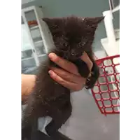 Foto dell\'animale gatto - Matr. 2022/0589 - Microchip 380260044549667