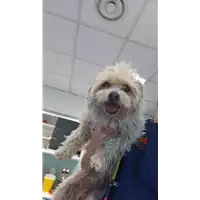 Foto dell\'animale cane - Matr. 2022/0590 - Microchip 380260002541525