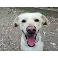 Foto dell\'animale cane - Matr. 2022/0006 - Microchip 380260044437296
