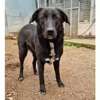 Foto dell\'animale cane - Matr. 2022/0603 - Microchip 380260044476374