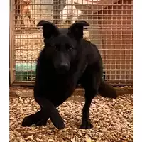 Foto dell\'animale cane - Matr. 2022/0602 - Microchip 380260044476844