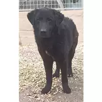 Foto dell\'animale cane - Matr. 2022/0600 - Microchip 380260044476739
