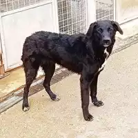 Foto dell\'animale cane - Matr. 2022/0599 - Microchip 380260044476634