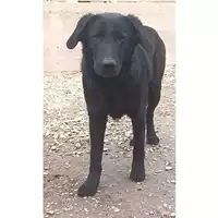 Foto dell\'animale cane - Matr. 2022/0593 - Microchip 380260044449078