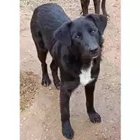 Foto dell\'animale cane - Matr. 2022/0592 - Microchip 380260044476228