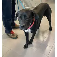 Foto dell\'animale cane - Matr. 2021/0373 - Microchip 380260044541123