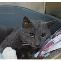 Foto dell\'animale gatto - Matr. 2022/0093 - Microchip 380260044446412