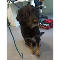 Foto dell\'animale cane - Matr. 2022/0607 - Microchip 380260042709544