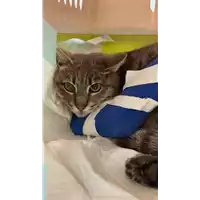 Foto dell\'animale gatto - Matr. 2022/0612 - Microchip 380260044476202