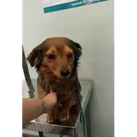 Foto dell\'animale cane - Matr. 2022/0614 - Microchip 380260044476242