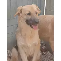 Foto dell\'animale cane - Matr. 2022/0615 - Microchip 380260044477095