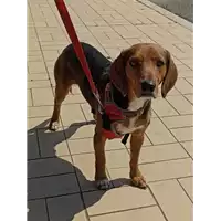 Foto dell\'animale cane - Matr. 2022/0608 - Microchip 380260043574343