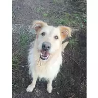 Foto dell\'animale cane - Matr. 2018/0397 - Microchip 380260002266698