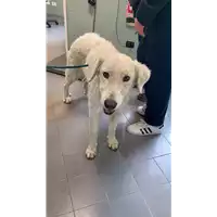 Foto dell\'animale cane - Matr. 2022/0619 - Microchip 380260044477032