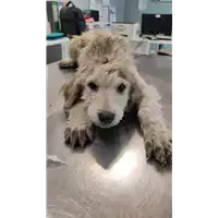 Foto dell\'animale cane - Matr. 2022/0620 - Microchip 380260044476774