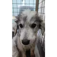 Foto dell\'animale cane - Matr. 2022/0621 - Microchip 380260044817106