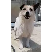 Foto dell\'animale cane - Matr. 2022/0623 - Microchip 380260044549799
