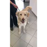 Foto dell\'animale cane - Matr. 2022/0625 - Microchip 380260044549641